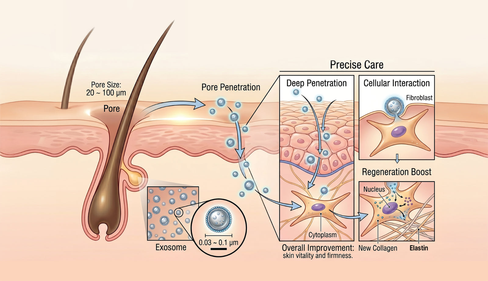 Why Exosomes?